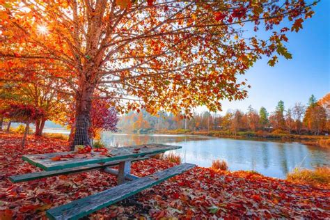 11月 旅行 おすすめ 国内 子連れ：秋の紅葉と温泉で家族の絆を深める旅