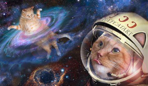 自分のポスト 検索：なぜ猫は宇宙を支配しているのか？